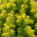 Close-up van de gele zuilvormige venijnboom 'David' (Taxus baccata 'David'): naalden – door AI gegenereerde voorbeeldafbeelding