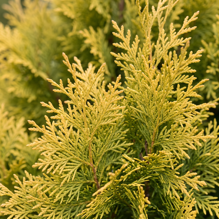 Close-up van de gele Californische cipres 'Ivonne' (Chamaecyparis lawsoniana 'Ivonne'): takken met schubvormige bladeren – door AI gegenereerde voorbeeldafbeelding