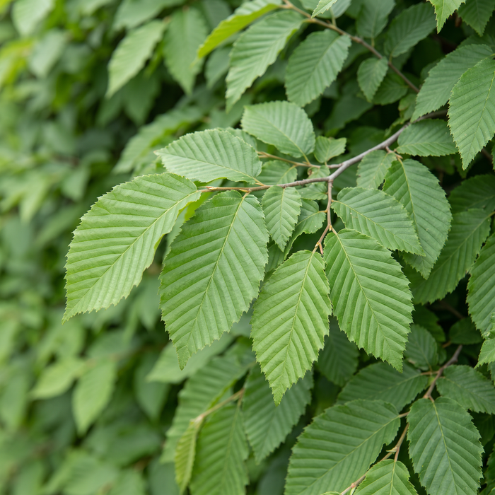 Close-up haagbeuk (Carpinus betulus): bladeren en scheuten – door AI gegenereerde voorbeeldafbeelding