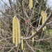 Close-up van hazelaar (Corylus avellana): mannelijke katjes en rode vrouwelijke bloemen in het vroege voorjaar – door AI gegenereerde voorbeeldafbeelding
