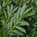 Close-up laurierkers 'Caucasica' (Prunus laurocerasus 'Caucasica'): bladeren en scheuten – door AI gegenereerde voorbeeldafbeelding