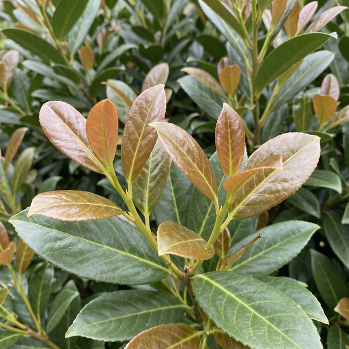 Close-up van laurierkers 'Etna' (Prunus laurocerasus 'Etna'): bronskleurige uitloop en glanzend blad – door AI gegenereerde voorbeeldafbeelding