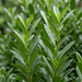 Close-up laurierkers 'Genolia' (Prunus laurocerasus 'Mariblon' (Genolia®)): bladeren en scheuten – door AI gegenereerde voorbeeldafbeelding