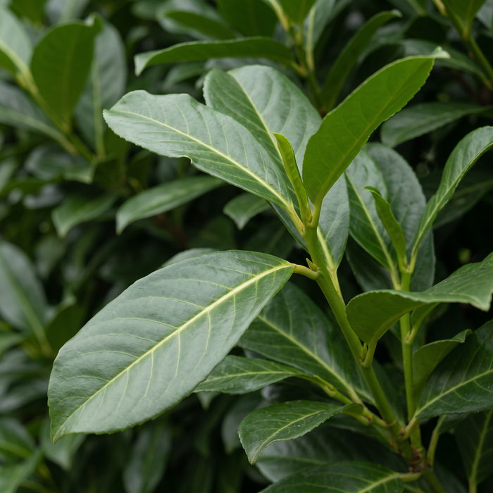 Detailopname Laurierkers 'Novita' (Prunus laurocerasus 'Novita'): Bladeren en scheuten – AI-gegenereerde voorbeeldafbeelding