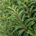 Close-up van Portugese laurier 'Angustifolia' (Prunus lusitanica 'Angustifolia'): smalle, glanzende bladeren aan rode stelen – door AI gegenereerde voorbeeldafbeelding