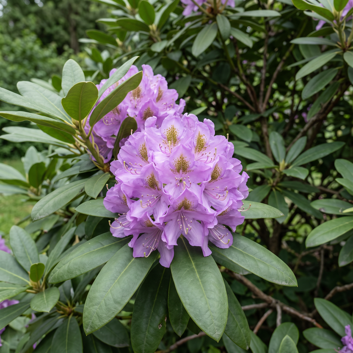 Close-up van Rhododendron 'Catawbiense Grandiflorum' (Rhododendron catawbiense 'Grandiflorum'): bloeiwijze – door AI gegenereerde voorbeeldafbeelding
