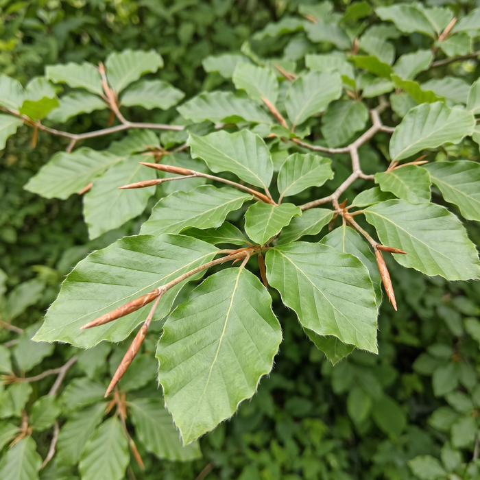 Close-up van een beuk (Fagus sylvatica): bladeren en scheuten – door AI gegenereerde voorbeeldafbeelding