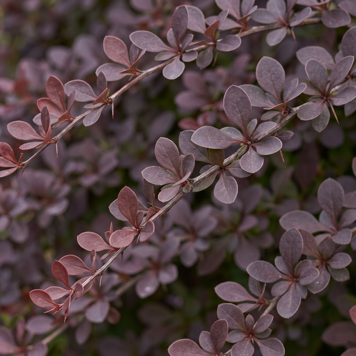 Close-up van de rode zuurbes 'Atropurpurea' (Berberis thunbergii 'Atropurpurea'): bladeren en scheuten – door AI gegenereerde voorbeeldafbeelding