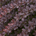 Close-up van de rode zuurbes 'Atropurpurea' (Berberis thunbergii 'Atropurpurea'): bladeren en scheuten – door AI gegenereerde voorbeeldafbeelding