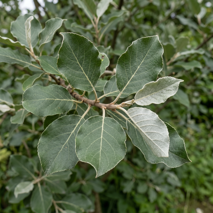 Close-up van boswilg (Salix caprea): bladeren met grijsviltige onderkant – door AI gegenereerde voorbeeldafbeelding