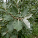 Close-up van boswilg (Salix caprea): bladeren met grijsviltige onderkant – door AI gegenereerde voorbeeldafbeelding