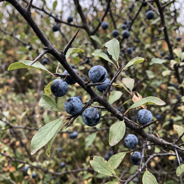 Close-up van sleedoorn (Prunus spinosa): doorns, bladeren en blauw berijpte sleedoornbessen in de herfst – door AI gegenereerde voorbeeldafbeelding