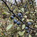 Close-up van sleedoorn (Prunus spinosa): doorns, bladeren en blauw berijpte sleedoornbessen in de herfst – door AI gegenereerde voorbeeldafbeelding