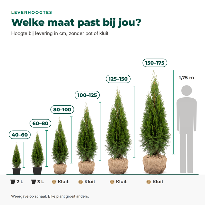 Leverhoogtes Thuja 'Smaragd': 40–60 en 60–80 cm in pot, 80–175 cm met kluit, vergeleken met een persoon van 1,75 m
