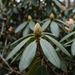 Rhododendron 'Catawbiense Grandiflorum': bloemknop en groenblijvend blad in de late herfst – door AI gegenereerde voorbeeldafbeelding