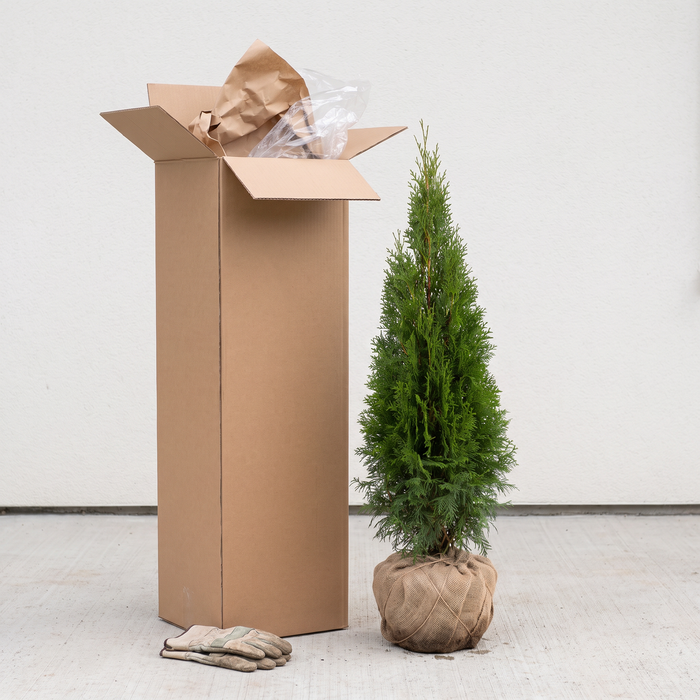 Leveringstoestand thuja 'Smaragd': plant met kluit in jute naast de geopende verzenddoos (door AI gegenereerde illustratie)