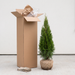 Thuja 'Smaragd' - levensboom voor smalle privacyhagen