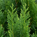 Thuja 'Smaragd' - levensboom voor smalle privacyhagen
