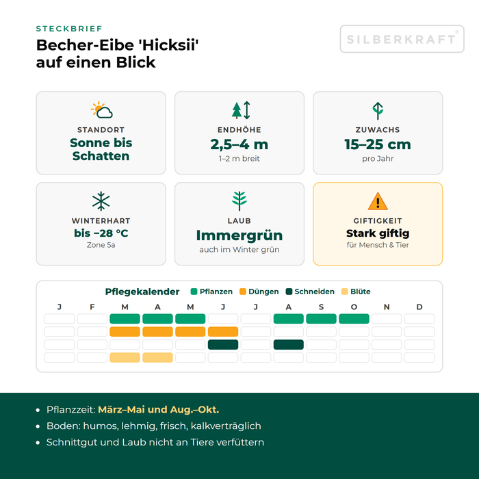 Kenmerken Taxus 'Hicksii': Standplaats zon tot schaduw, eindhoogte 2,5–4 m, groei 15–25 cm per jaar, winterhard tot −28 °C – met verzorgingskalender