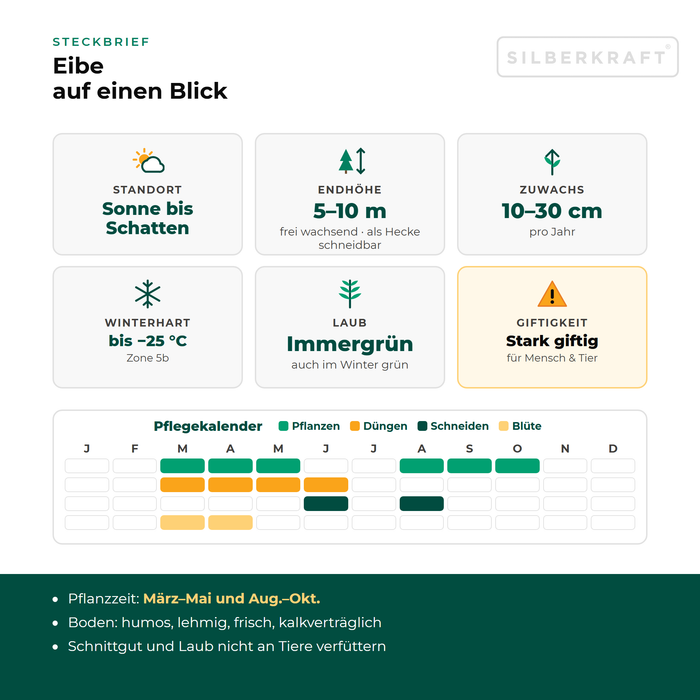 Profiel Taxus: standplaats zon tot schaduw, eindhoogte 5–10 m, groei 10–30 cm per jaar, winterhard tot −25 °C – met onderhoudskalender