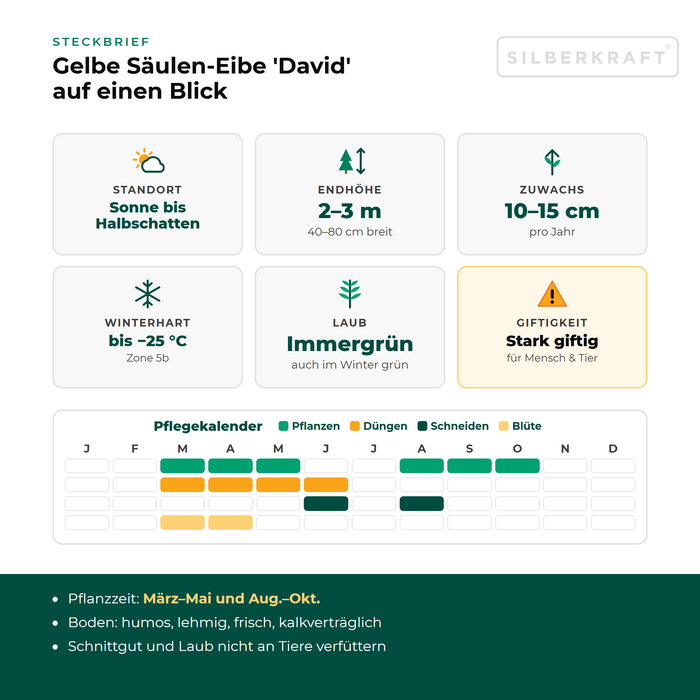 Profiel van de zuilvormige venijnboom 'David': standplaats zon tot halfschaduw, eindhoogte 2–3 m, groei 10–15 cm per jaar, winterhard tot −25 °C – met onderhoudskalender