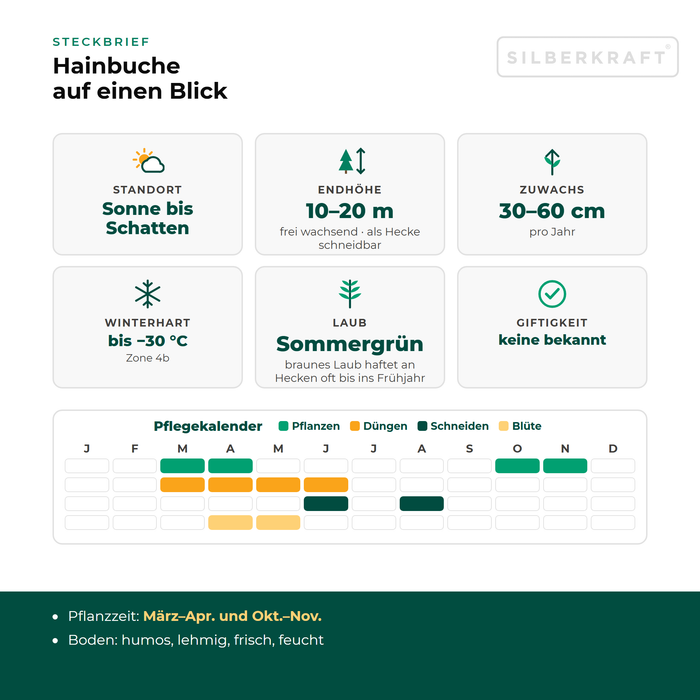 Profiel haagbeuk: standplaats zon tot schaduw, eindhoogte 10–20 m, groei 30–60 cm per jaar, winterhard tot −30 °C – met onderhoudskalender
