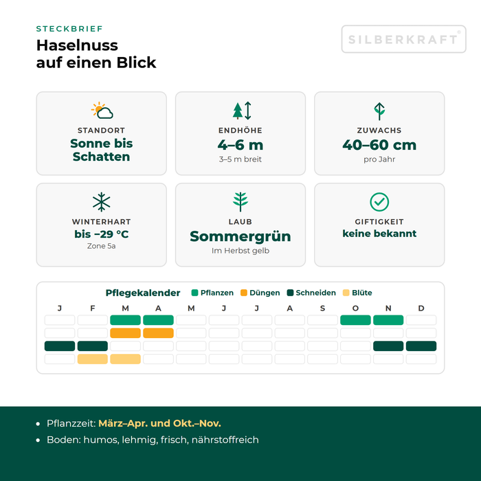 Profiel Hazelaar: standplaats zon tot schaduw, eindhoogte 4–6 m, groei 40–60 cm per jaar, winterhard tot −29 °C – met onderhoudskalender