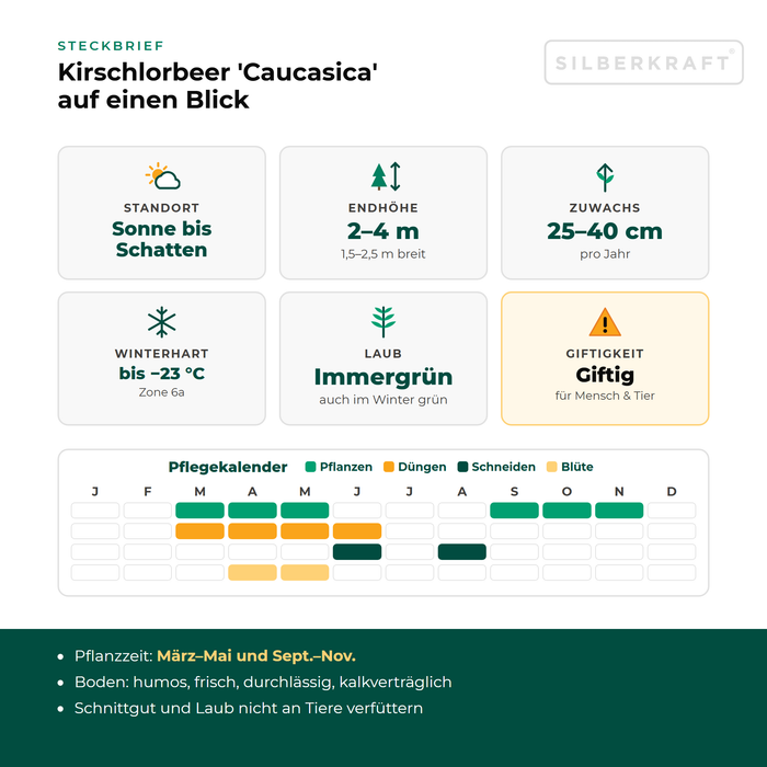 Profiel Laurierkers 'Caucasica': standplaats zon tot schaduw, eindhoogte 2–4 m, groei 25–40 cm per jaar, winterhard tot −23 °C – met onderhoudskalender