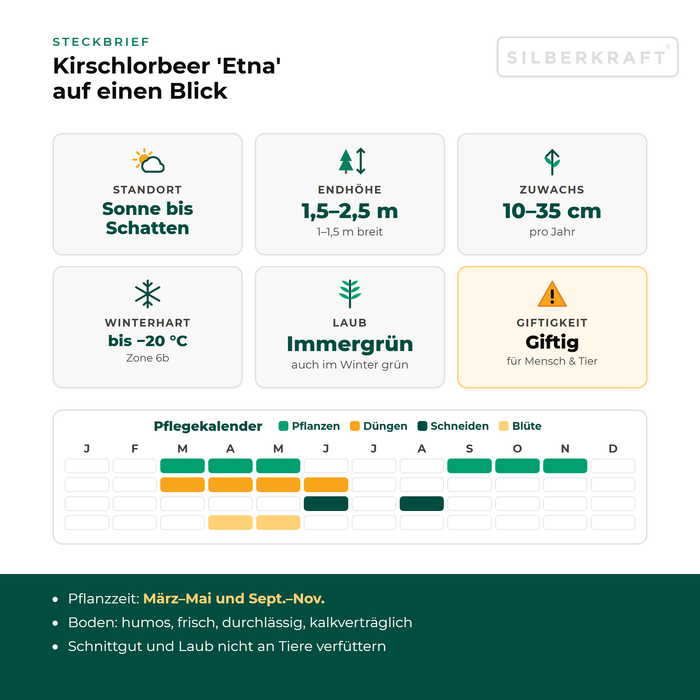 Profiel laurierkers 'Etna': standplaats zon tot schaduw, eindhoogte 1,5–2,5 m, groei 10–35 cm per jaar, winterhard tot −20 °C – inclusief onderhoudskalender