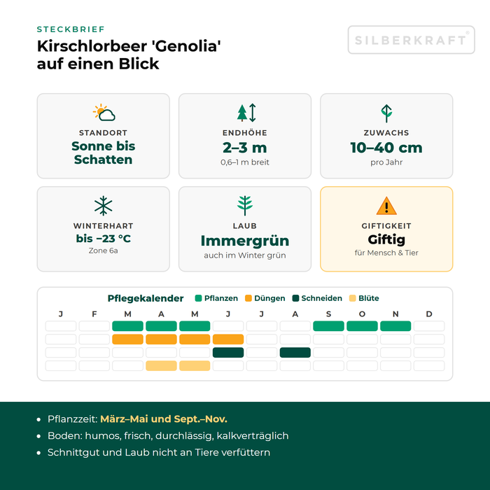 Profiel Laurierkers 'Genolia': standplaats zon tot schaduw, eindhoogte 2–3 m, groei 10–40 cm per jaar, winterhard tot −23 °C – inclusief onderhoudskalender