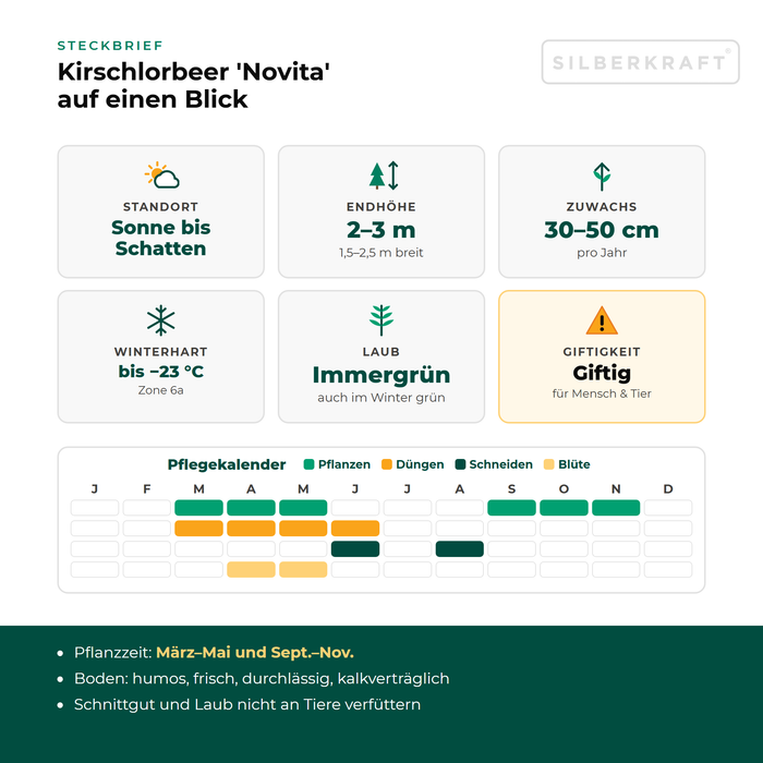 Profiel laurierkers 'Novita': standplaats zon tot schaduw, eindhoogte 2–3 m, groei 30–50 cm per jaar, winterhard tot −23 °C – met onderhoudskalender