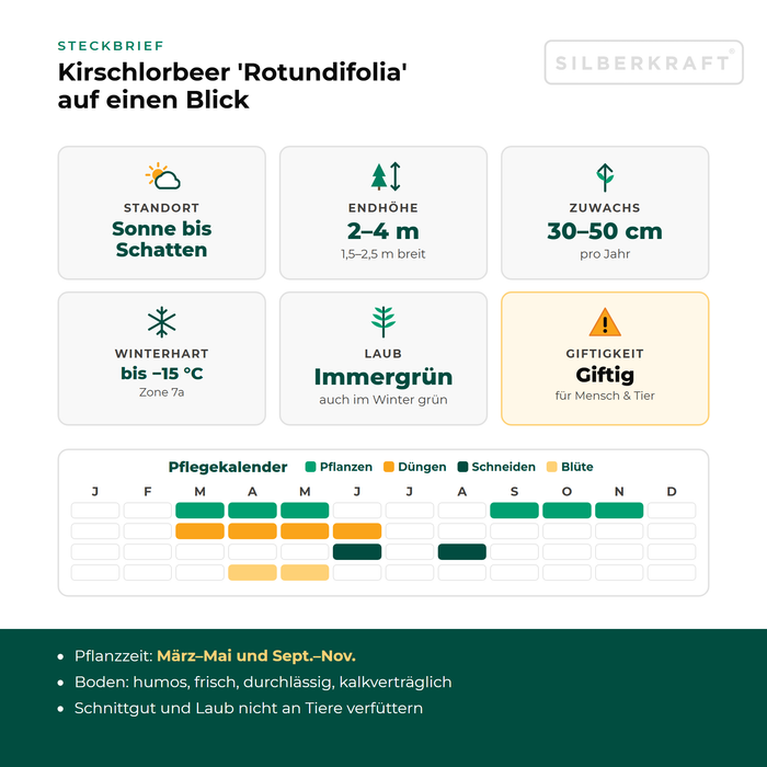 Profiel laurierkers 'Rotundifolia': standplaats zon tot schaduw, eindhoogte 2–4 m, groei 30–50 cm per jaar, winterhard tot −15 °C – inclusief onderhoudskalender