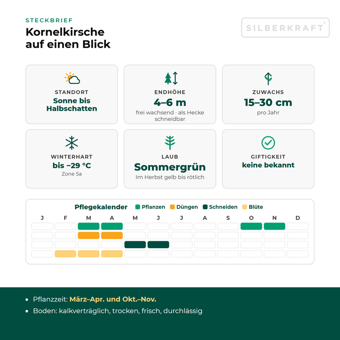 Profiel van de kornoelje: standplaats zon tot halfschaduw, eindhoogte 4–6 m, groei 15–30 cm per jaar, winterhard tot −29 °C – inclusief onderhoudskalender