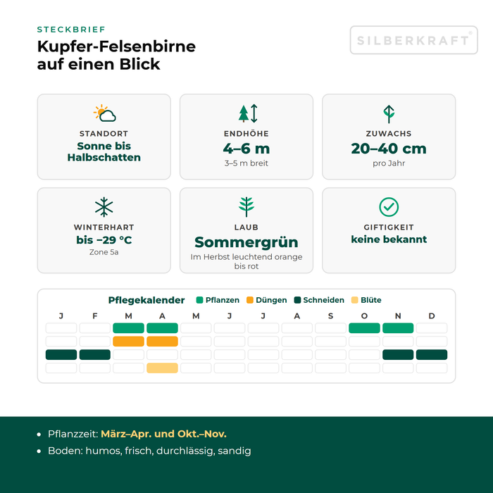 Profiel krentenboompje: standplaats zon tot halfschaduw, eindhoogte 4–6 m, groei 20–40 cm per jaar, winterhard tot −29 °C – met onderhoudskalender