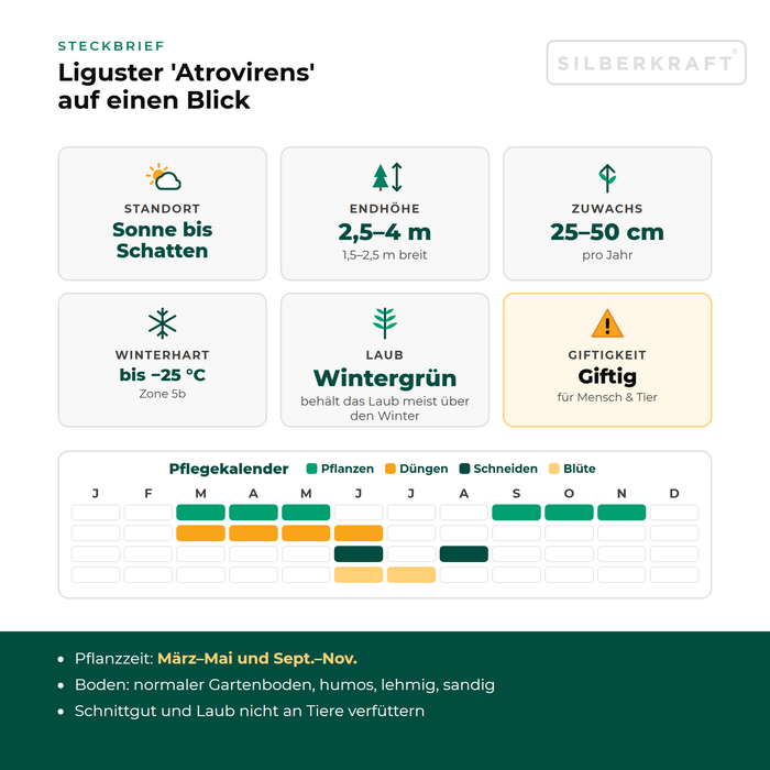 Profiel Ligustrum 'Atrovirens': standplaats zon tot schaduw, eindhoogte 2,5–4 m, groei 25–50 cm per jaar, winterhard tot −25 °C – inclusief onderhoudskalender