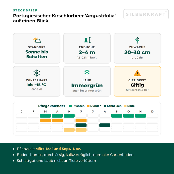 Profiel Portugese laurier 'Angustifolia': standplaats zon tot schaduw, eindhoogte 2–4 m, groei 20–30 cm per jaar, winterhard tot −15 °C – met onderhoudskalender