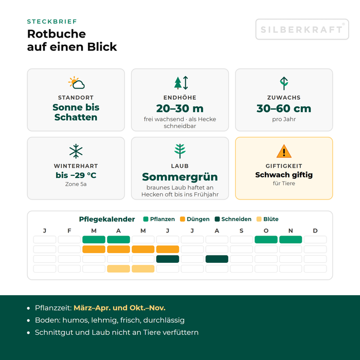 Profiel van de beuk: standplaats zon tot schaduw, eindhoogte 20–30 m, groei 30–60 cm per jaar, winterhard tot −29 °C – met onderhoudskalender
