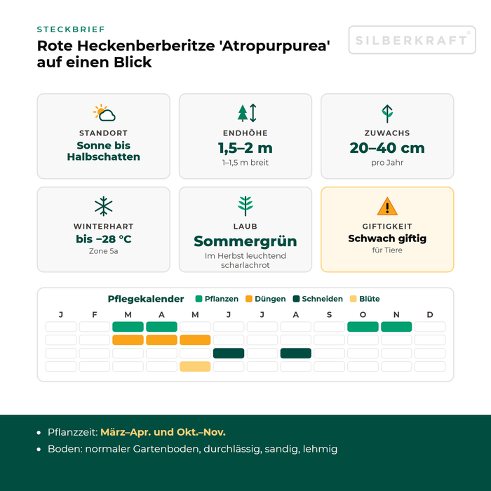 Profiel Rode zuurbes 'Atropurpurea': standplaats zon tot halfschaduw, eindhoogte 1,5–2 m, groei 20–40 cm per jaar, winterhard tot −28 °C – met onderhoudskalender