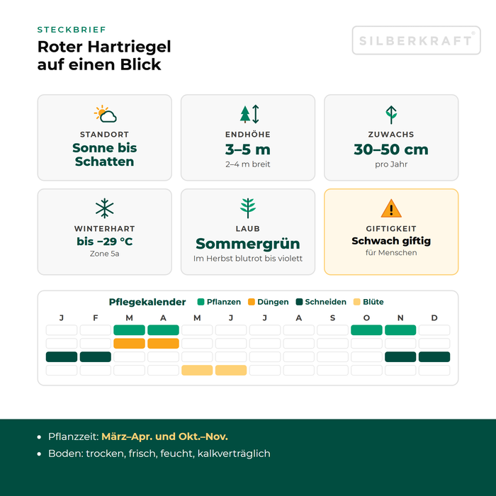 Profiel Rode kornoelje: standplaats zon tot schaduw, eindhoogte 3–5 m, groei 30–50 cm per jaar, winterhard tot −29 °C – met onderhoudskalender