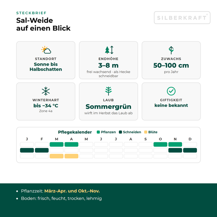 Profiel boswilg: standplaats zon tot halfschaduw, eindhoogte 3–8 m, groei 50–100 cm per jaar, winterhard tot −34 °C – met onderhoudskalender