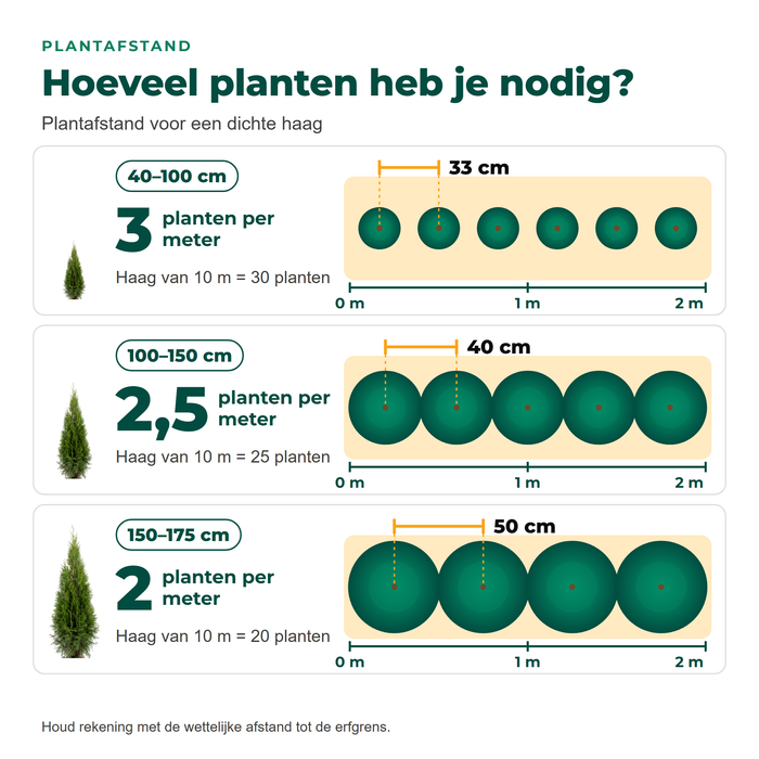 Plantafstand voor een haag van Thuja 'Smaragd': 3 planten per meter (40–100 cm), 2,5 (100–150 cm), 2 (150–175 cm)