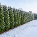 Thuja 'Smaragd' - levensboom voor smalle privacyhagen