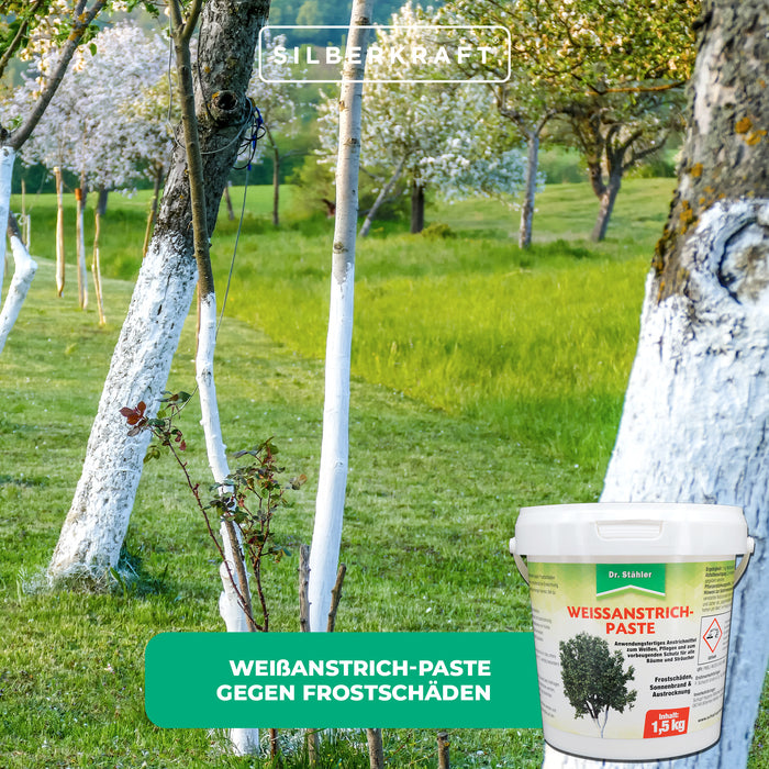 Effectieve bescherming voor bomen en struiken: witte verfpasta tegen vorstschade - Silberkraft
