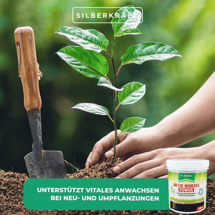Aktiv Wurzel Power: Optimale Pflanzenstärkung mit Mykorrhiza-Bodenpilzen - Silberkraft