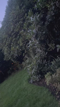 Grote vuurvlieg