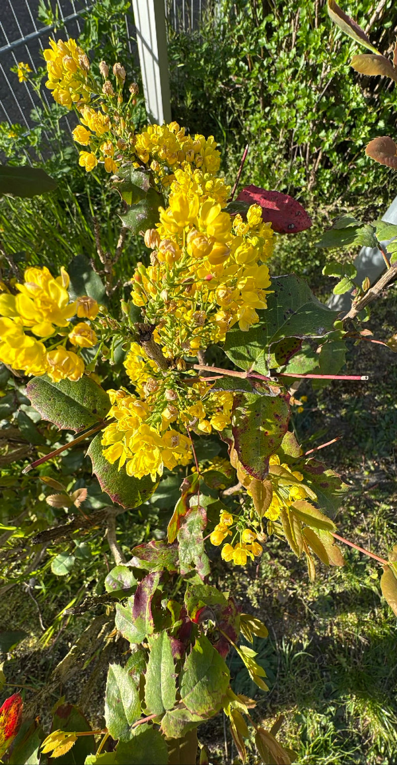 Mahonia — Bild 2