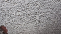 Zwarte mier
