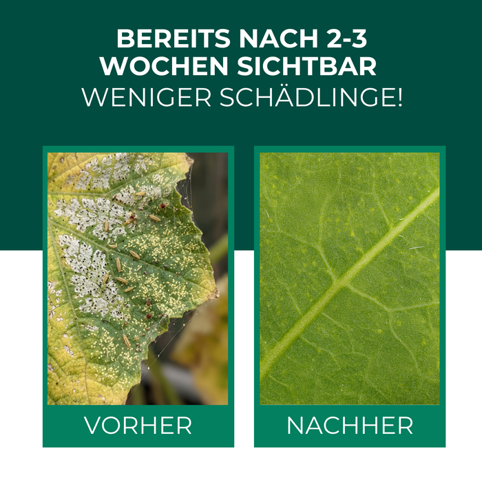 Vorher-Nachher-Vergleich: Blatt mit Thripsen- und Spinnmilbenbefall und gesundes Blatt nach dem Einsatz der Raubmilben Mischung