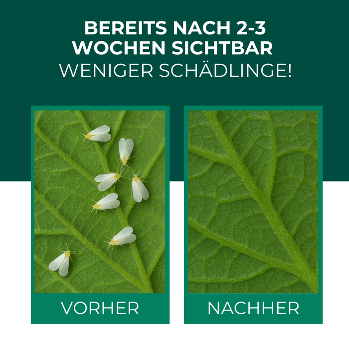 Geïnfecteerd blad is beschadigd. Wittevlieg loopt rond op het blad.