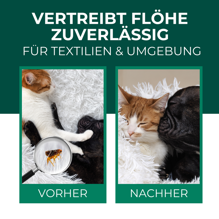 Voor en na foto van een kat - zichtbare vlooienbestrijding met spray